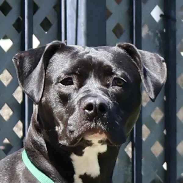 A young large-sized female Pit Bull Terrier dog named Pepita for adoption in Oakland, CA