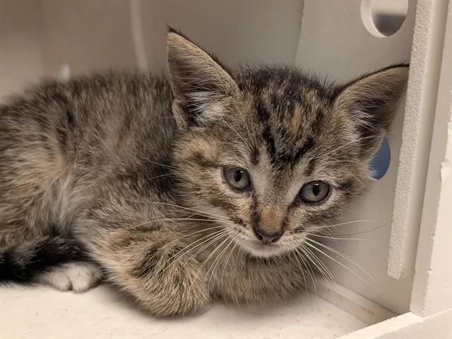 A baby small-sized female Domestic Short Hair cat named Clara for adoption in Ontario, CA