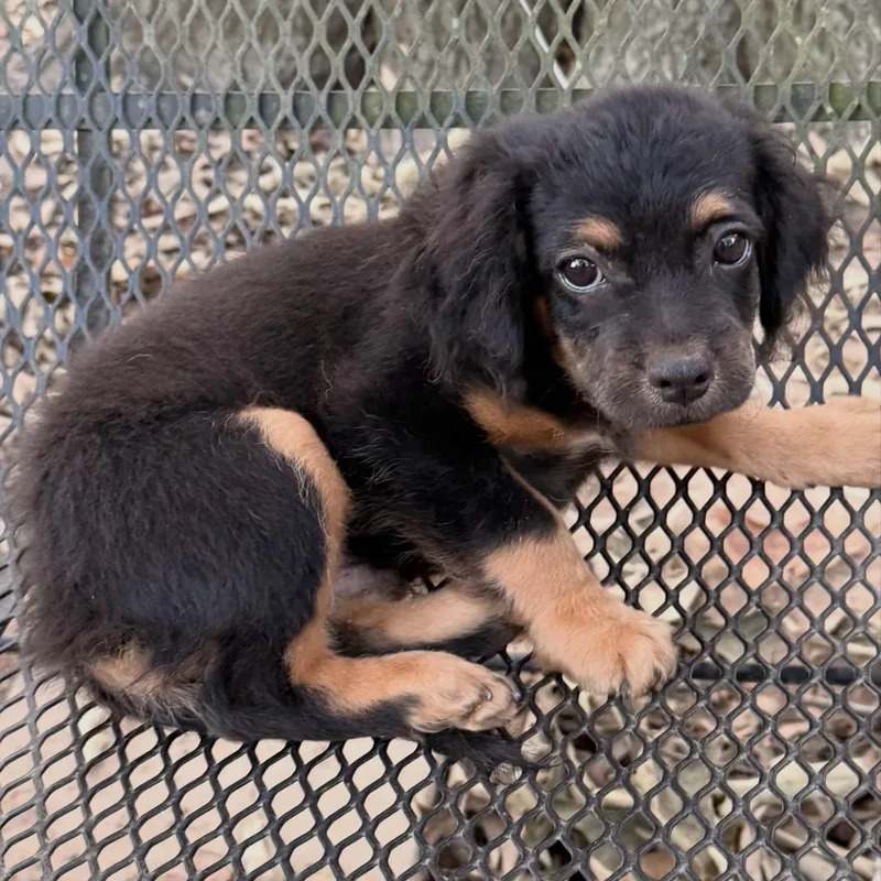 A baby small-sized male Yorkshire Terrier dog named Bagel for adoption in Olive Branch, MS