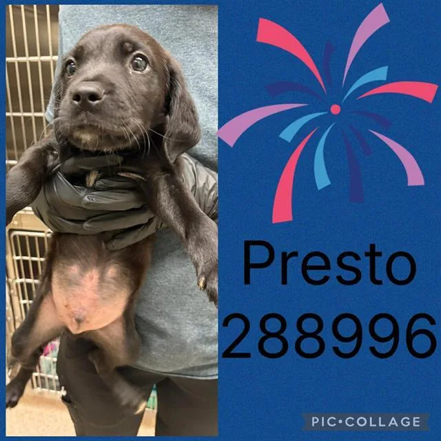 A baby small-sized male Mixed Breed dog named Presto for adoption in Macon, GA