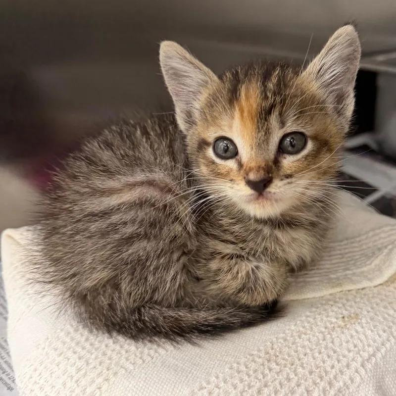 A baby small-sized female Torbie Domestic Short Hair cat named Fawn for adoption in Auburn, AL