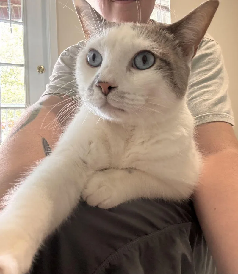 An adult small-sized female White Domestic Short Hair cat named Starlight for adoption in Alexandria, VA