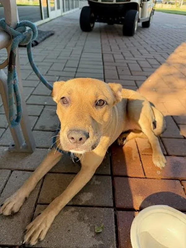 A young medium-sized female Carolina Dog dog named BowWow for adoption in Austin, TX