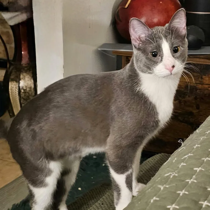 Gloria Swanson thumbnail 2