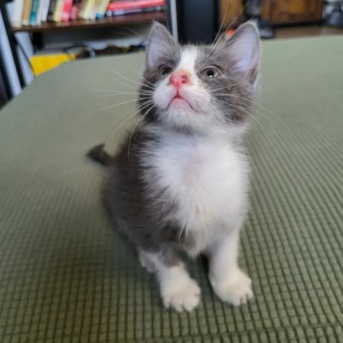 Gloria Swanson thumbnail 3