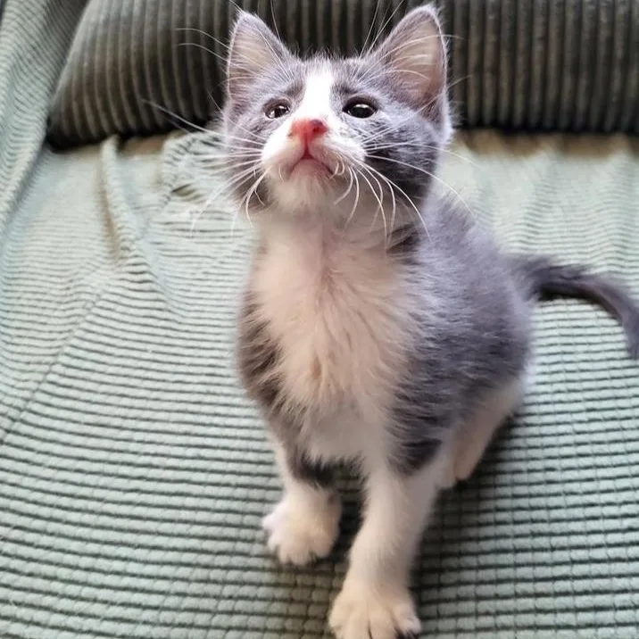 Gloria Swanson thumbnail 4