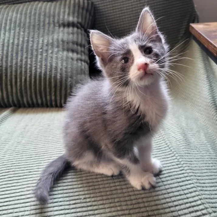 Gloria Swanson thumbnail 5