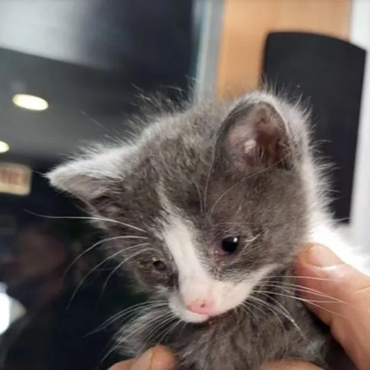 Gloria Swanson thumbnail 6