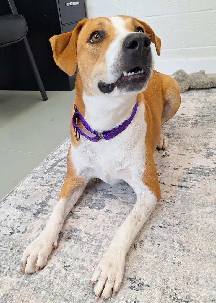 A young medium-sized female Labrador Retriever dog named Honey for adoption in Noble, OK