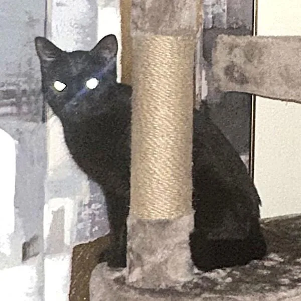An adult medium-sized female Domestic Short Hair cat named Lucy for adoption in Des Moines, IA