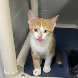 A baby medium-sized female Orange & White Domestic Short Hair cat named Virginia for adoption in Allegan, MI