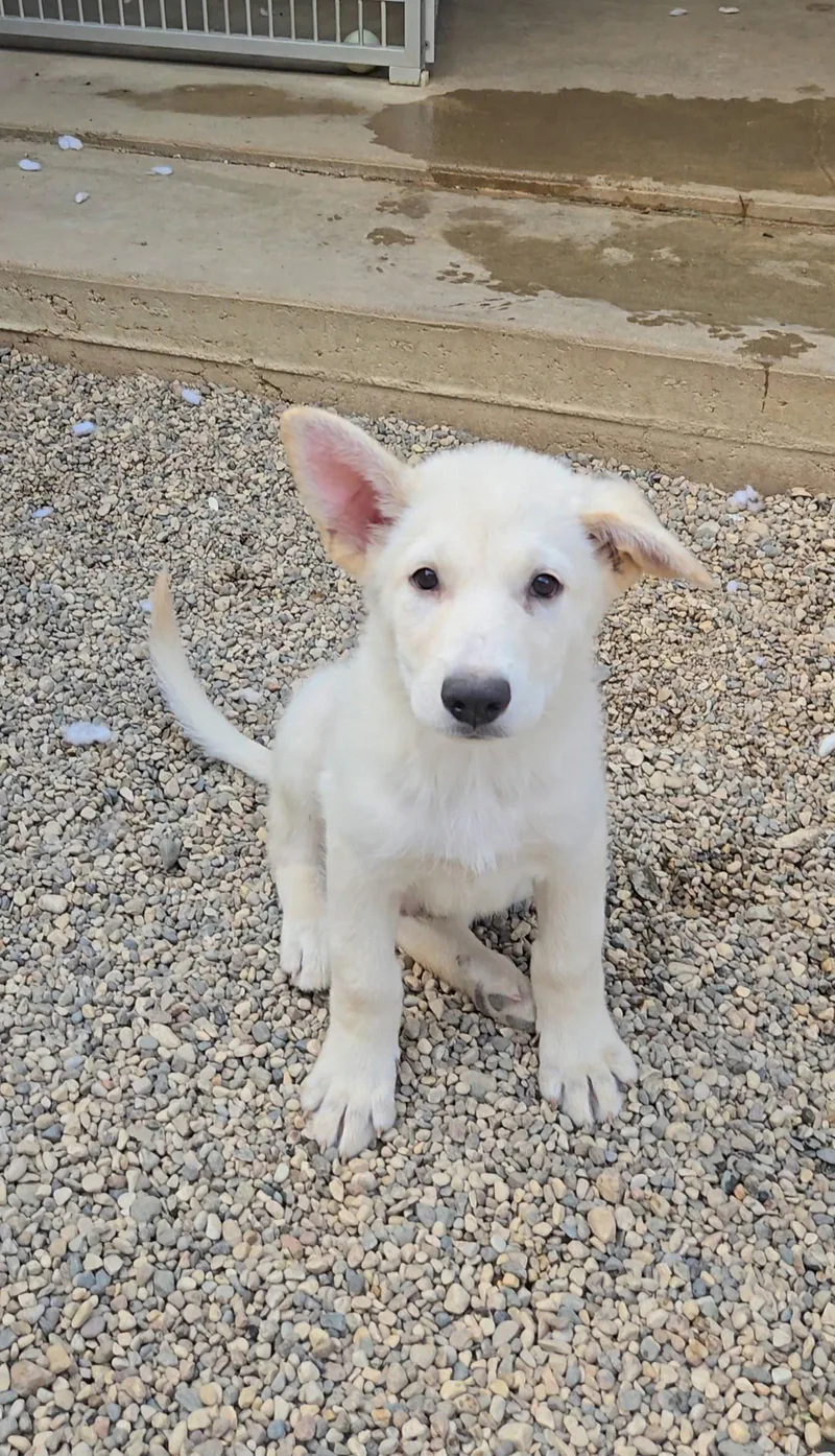 A baby medium-sized male Shepherd dog named Ciabatta for adoption in Estherville, IA