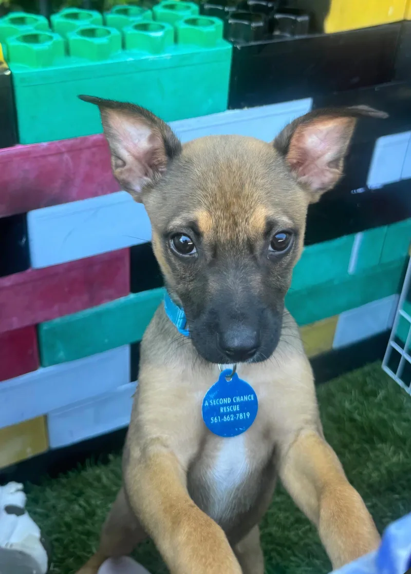 A baby medium-sized female Dachshund dog named Fifa for adoption in Royal Palm Beach, FL