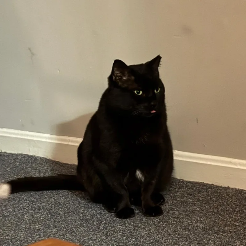 An adult large-sized male Black Domestic Short Hair cat named Meowclam for adoption in Baltimore, MD