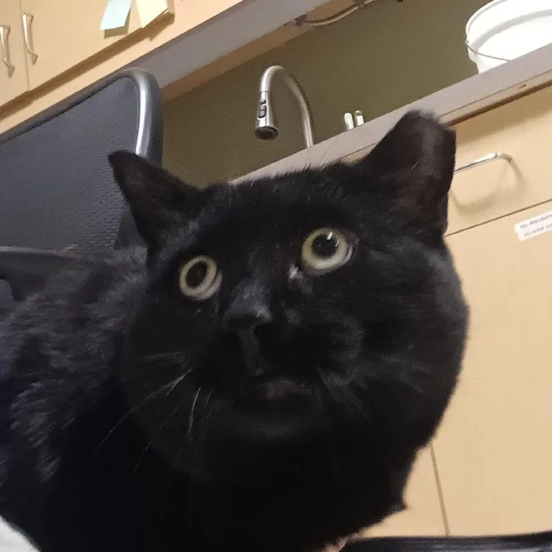 Meowclam thumbnail 2