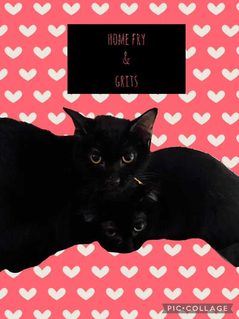A young medium-sized male Domestic Short Hair cat named Grits for adoption in Muncie, IN
