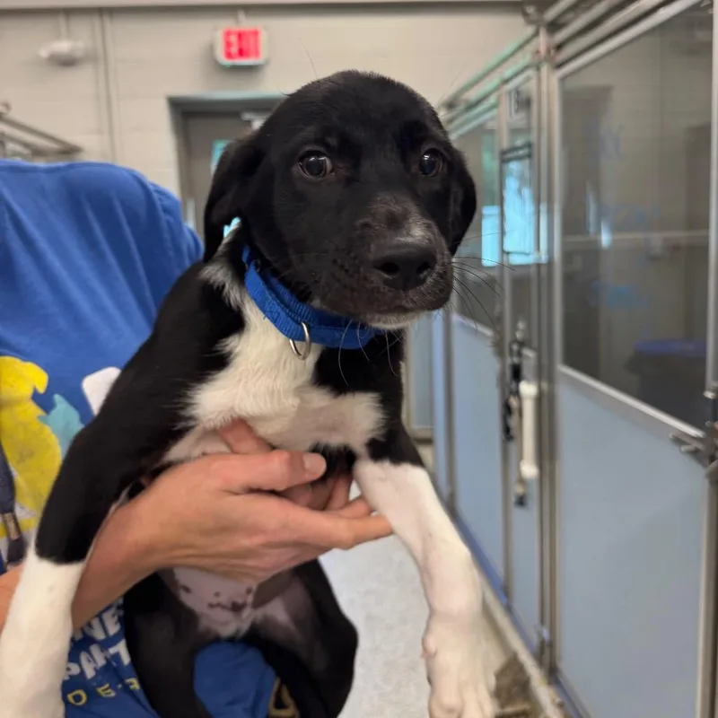 A baby small-sized male White / Cream Terrier dog named Grumpy for adoption in Wilmington, DE