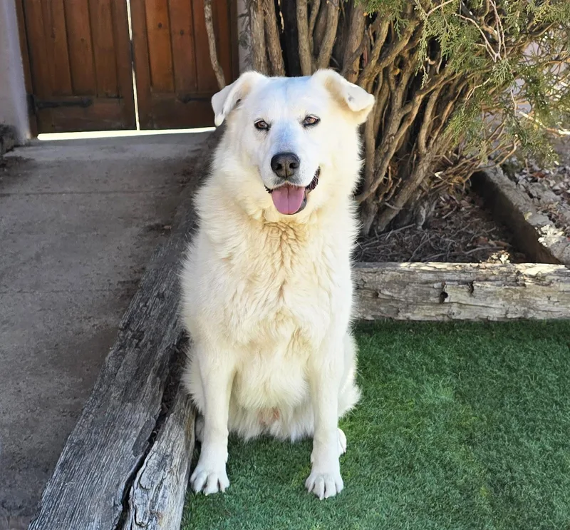 A young medium-sized female White / Cream Great Pyrenees dog named Kindhearted Ms Karema for adoption in Albuquerque, NM