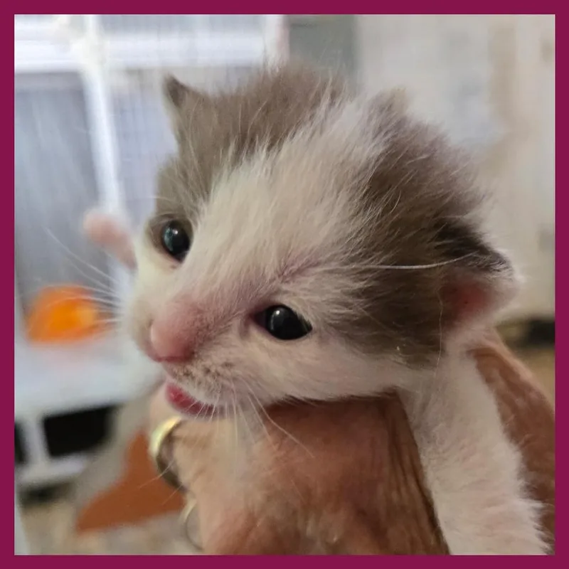 A baby small-sized male Brown / Chocolate Domestic Short Hair cat named Ray Bananas for adoption in Fredericksburg, VA