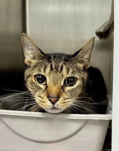 A senior medium-sized male Domestic Short Hair cat named King for adoption in Daytona Beach, FL