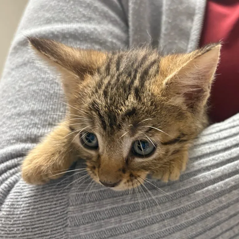A baby small-sized male Brown / Chocolate Domestic Short Hair cat named Fred for adoption in Yuma, AZ