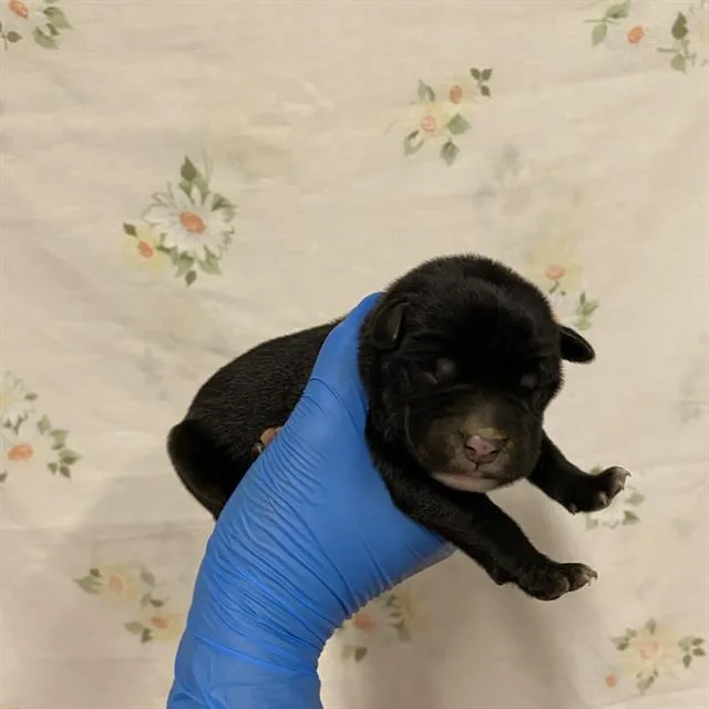 A baby small-sized male Pit Bull Terrier dog named A for adoption in Modesto, CA