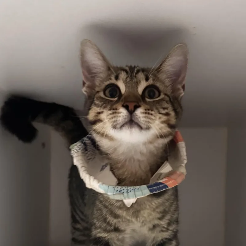A baby medium-sized male Brown / Chocolate Domestic Short Hair cat named Bandicoot for adoption in Dearborn, MI