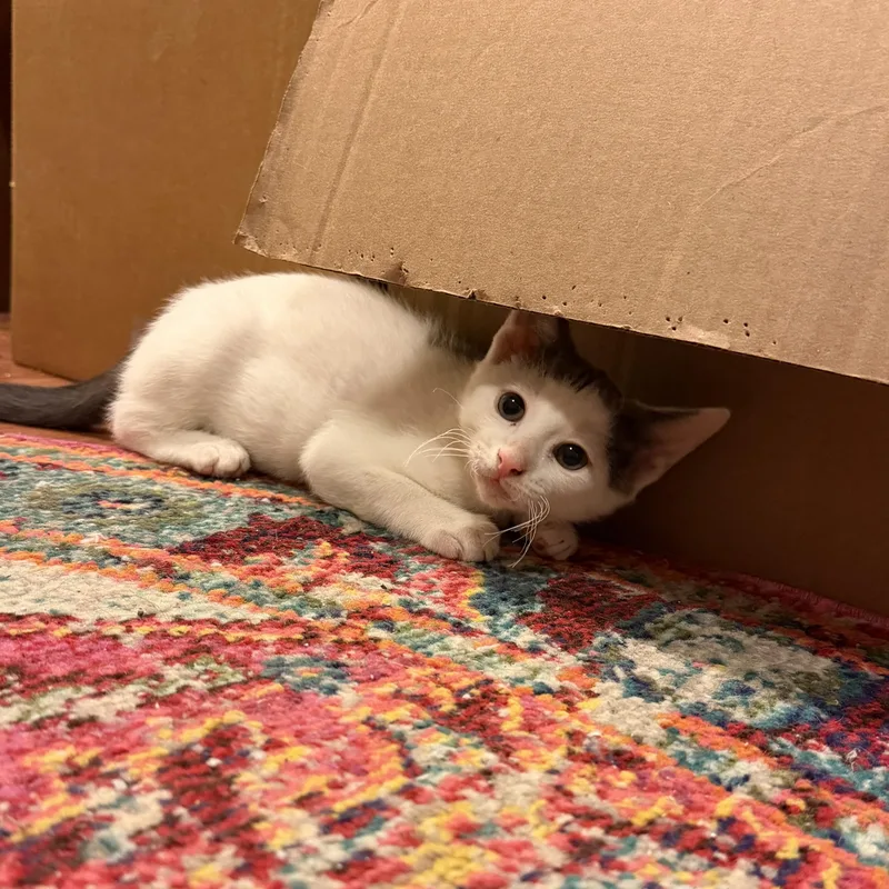 A baby medium-sized female Gray & White Domestic Short Hair cat named Mooney for adoption in Oriental, NC