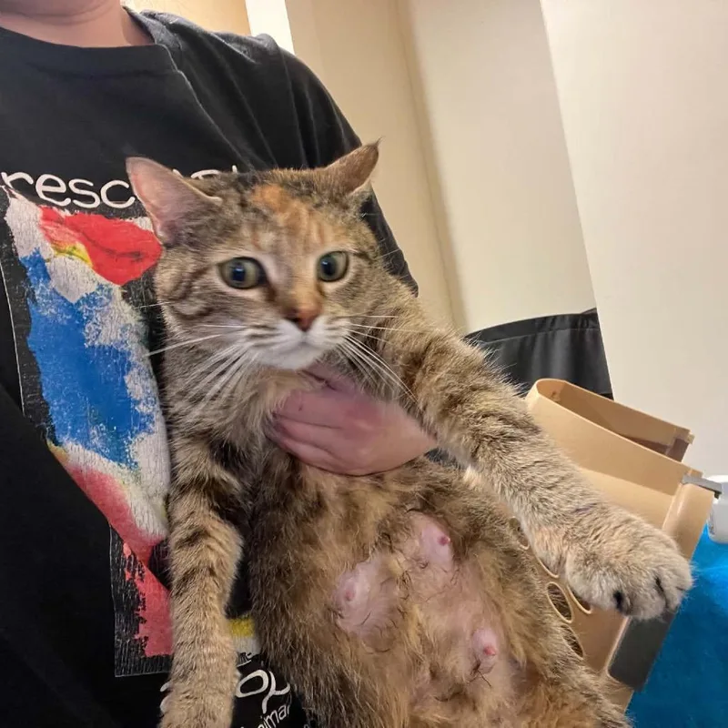 A young small-sized female Torbie Domestic Short Hair cat named Dolly for adoption in Pasadena , MD