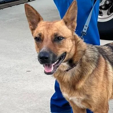 An adult medium-sized female Brown / Chocolate German Shepherd Dog dog named Aline for adoption in Liverpool, TX