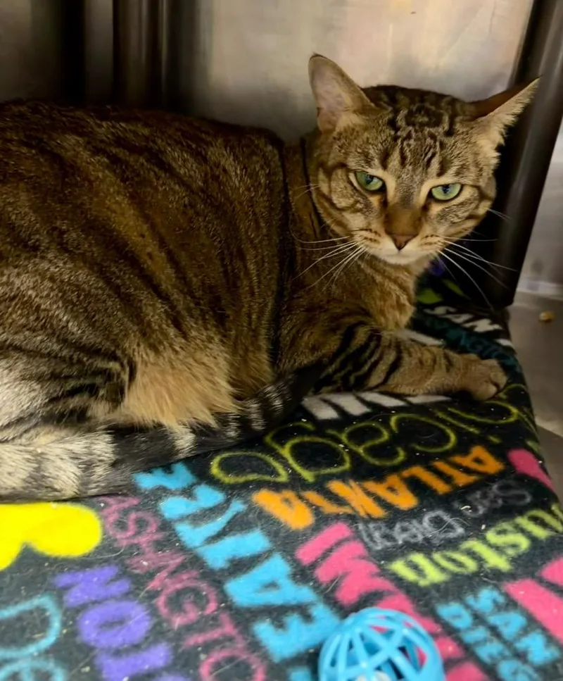 An adult medium-sized female Domestic Short Hair cat named Garcelle for adoption in Fort Lupton, CO