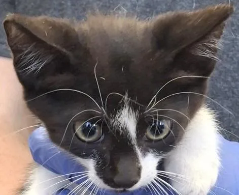 A baby medium-sized male Domestic Short Hair cat named Perry for adoption in Brenham, TX