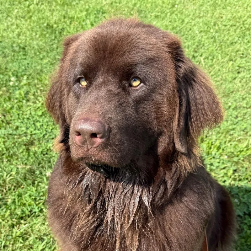 An adult large-sized female Brown / Chocolate Newfoundland Dog dog named Basil for adoption in Perkiomenville, PA