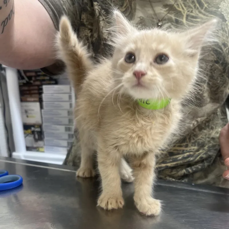A baby small-sized male Cream / Ivory Domestic Medium Hair cat named Bullseye for adoption in Clanton, AL