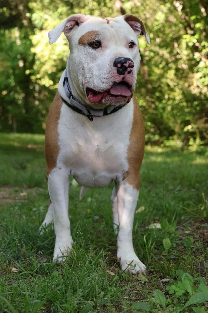 A senior large-sized male Mixed Breed dog named Petey for adoption in Columbia, TN