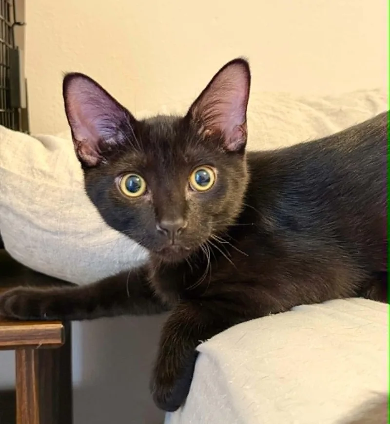 A baby medium-sized male Black Domestic Short Hair cat named Balsamic Glaze for adoption in Battle Creek, MI