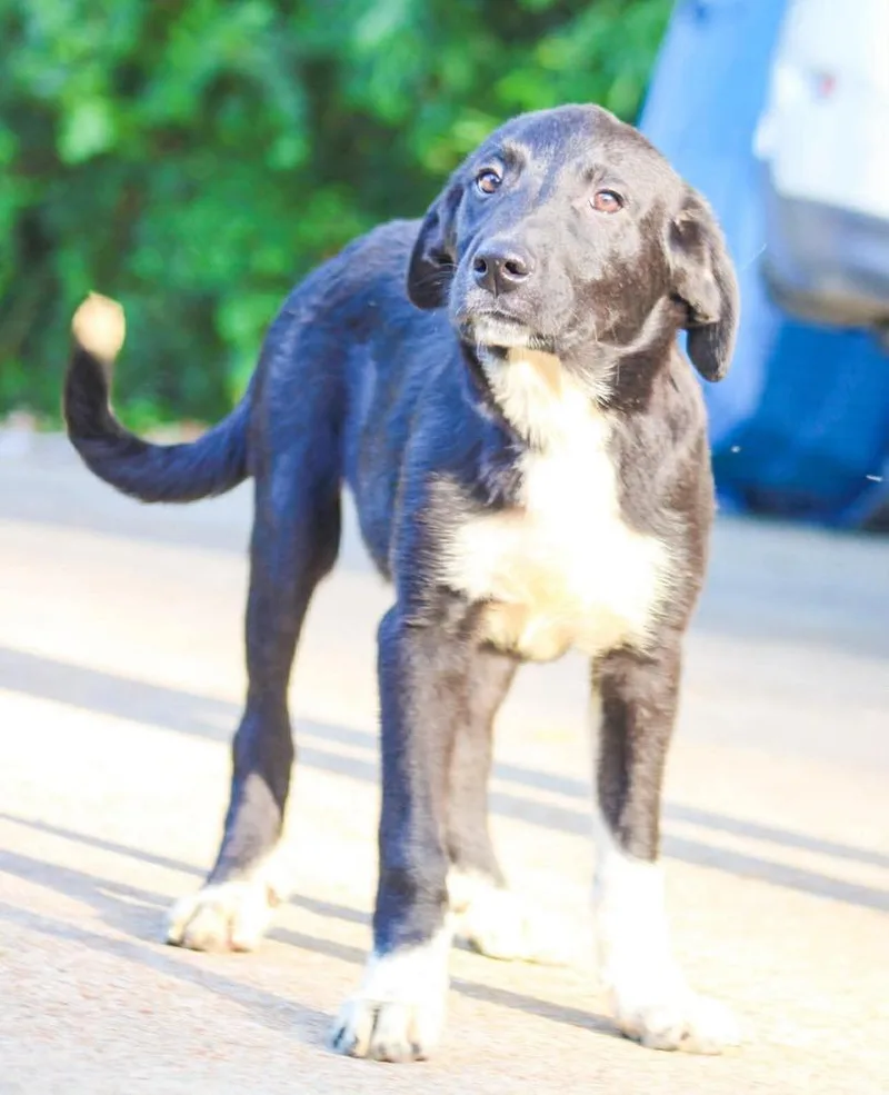 A baby large-sized male Tricolor (Brown, Black, & White) Mixed Breed dog named Buzz Lightyear for adoption in Groveland, MA