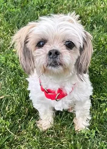 An adult small-sized female Lhasa Apso dog named Doris Rae for adoption in Racine, WI