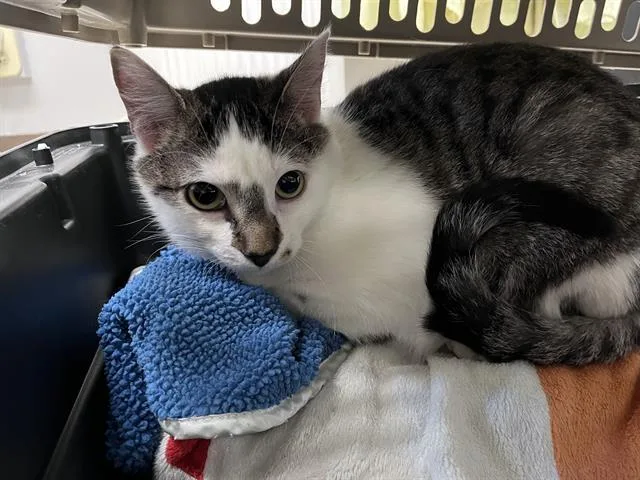 Oreo