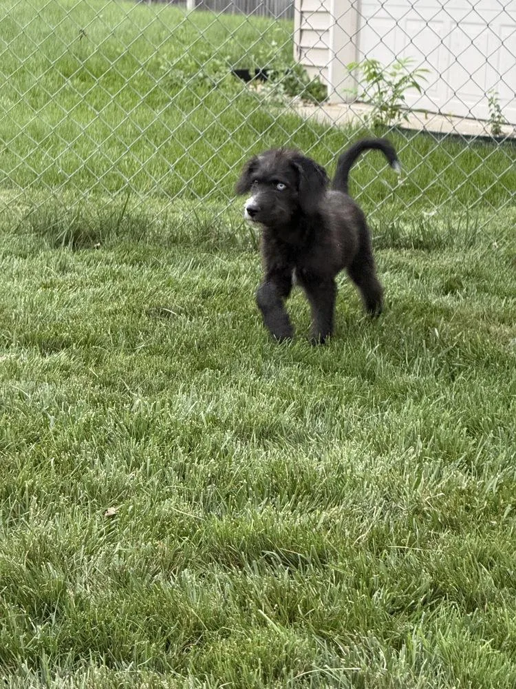 Biscuit