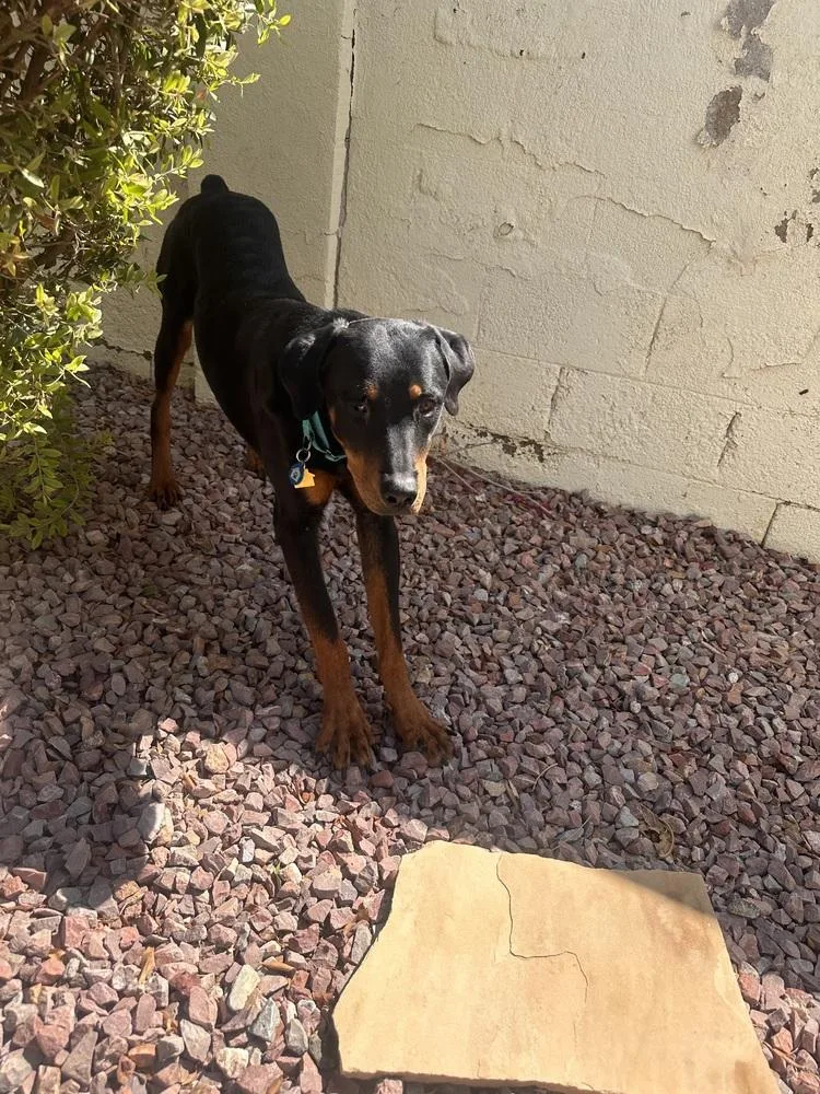 A baby large-sized male Brown / Chocolate Rottweiler dog named Willy for adoption in Gilbert, AZ