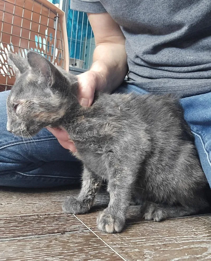 A young medium-sized female Domestic Short Hair cat named Abitail for adoption in Dickson, TN