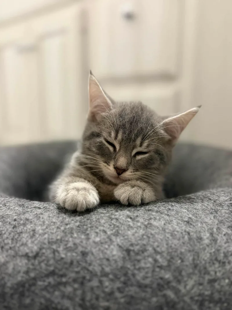 A baby medium-sized female Tabby (Gray / Blue / Silver) Domestic Short Hair cat named Gretl for adoption in Cleveland, OH