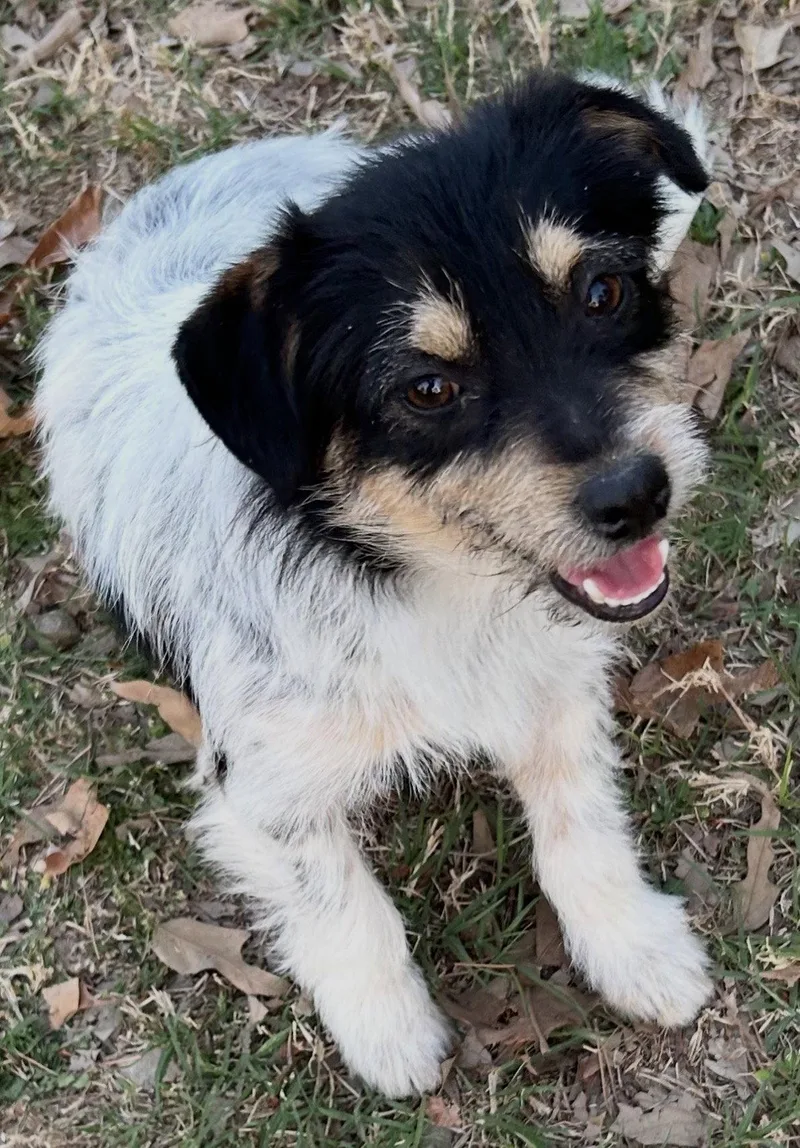 A young small-sized male Dandie Dinmont Terrier dog named Chad Lonestar for adoption in Rockaway, NJ