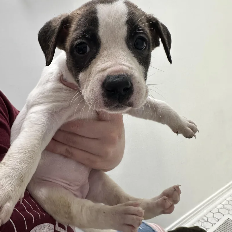 Princess Diana “london’s Royal thumbnail 2