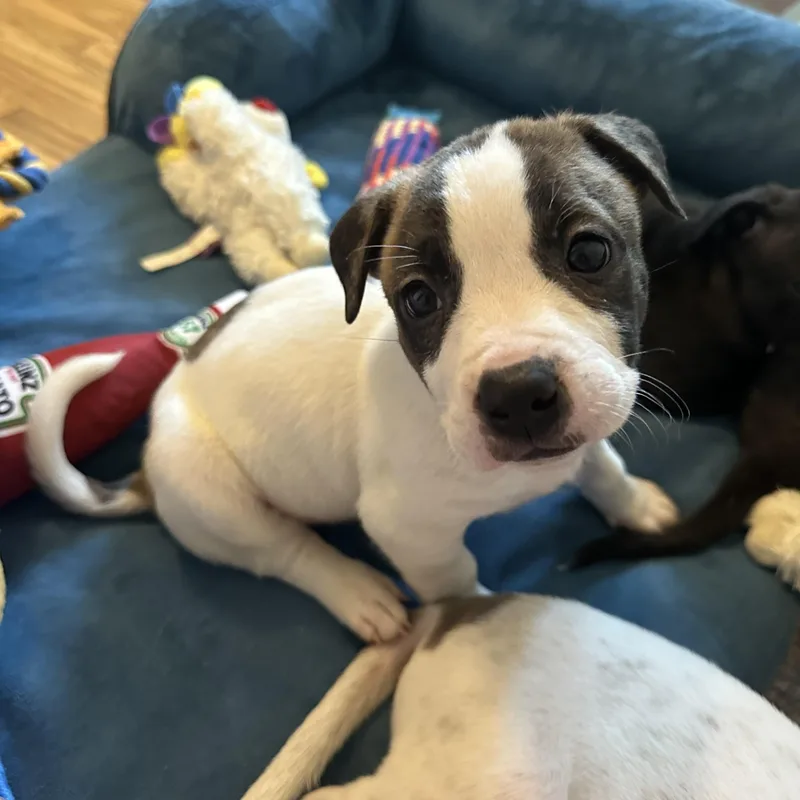 Princess Diana “london’s Royal thumbnail 4