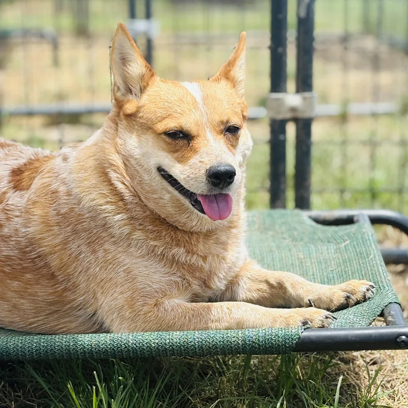 An adult small-sized male Merle (Blue) Australian Cattle Dog / Blue Heeler dog named Bolt And Penny for adoption in Justin, TX