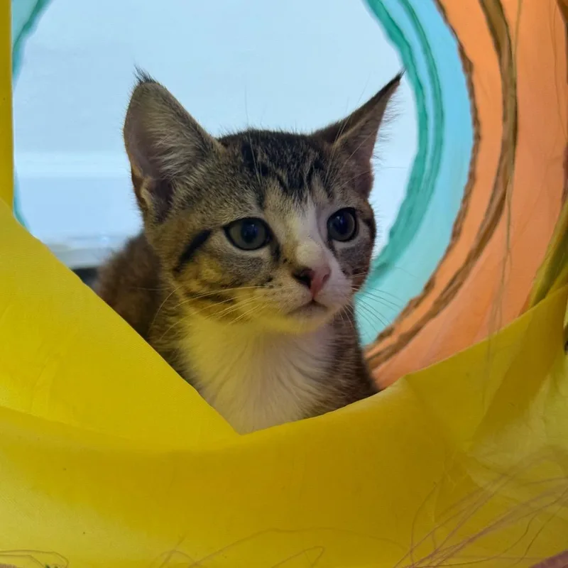 A baby small-sized female Brown / Chocolate Domestic Short Hair cat named Rosalina for adoption in Lauderhill, FL