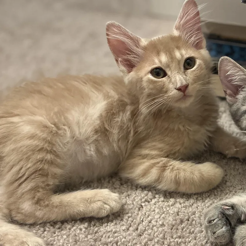 A baby small-sized male Buff / Tan / Fawn Domestic Medium Hair cat named Otis for adoption in San Jose, CA