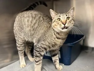 An adult large-sized male Domestic Short Hair cat named Goose for adoption in Gainesville, FL